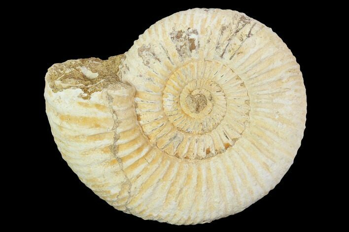 Perisphinctes Ammonite - Jurassic #100209